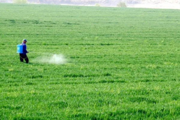 小麦返青期的病虫害怎么防治，出现红蜘蛛可喷施阿维菌素乳油等药物