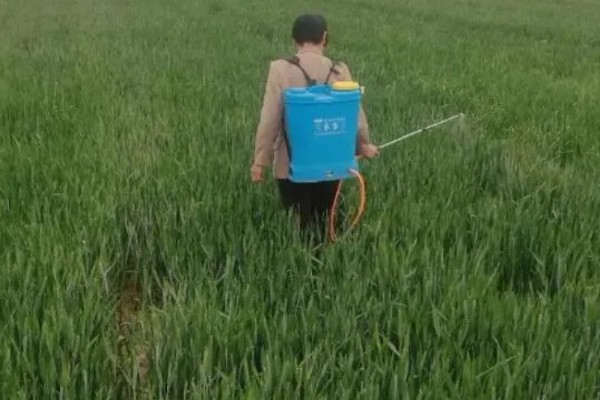 小麦返青期的病虫害怎么防治，出现红蜘蛛可喷施阿维菌素乳油等药物