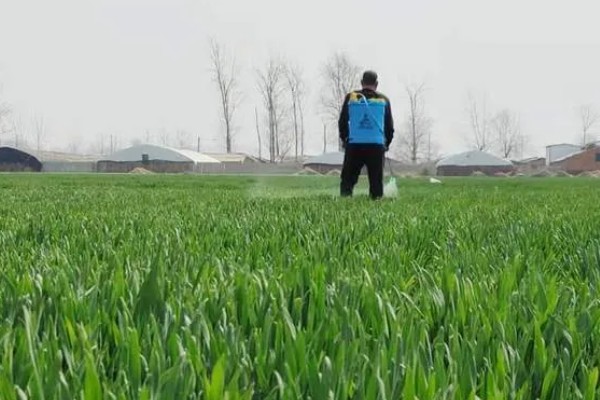 小麦返青期的病虫害怎么防治，出现红蜘蛛可喷施阿维菌素乳油等药物