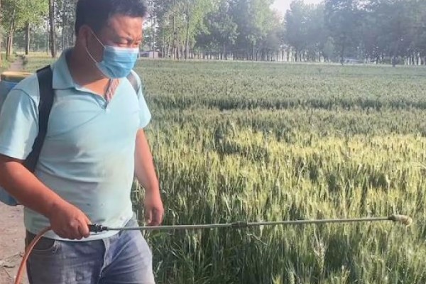 小麦返青期的病虫害怎么防治，出现红蜘蛛可喷施阿维菌素乳油等药物