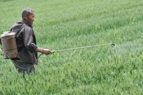 小麦返青期的病虫害怎么防治，出现红蜘蛛可喷施阿维菌素乳油等药物
