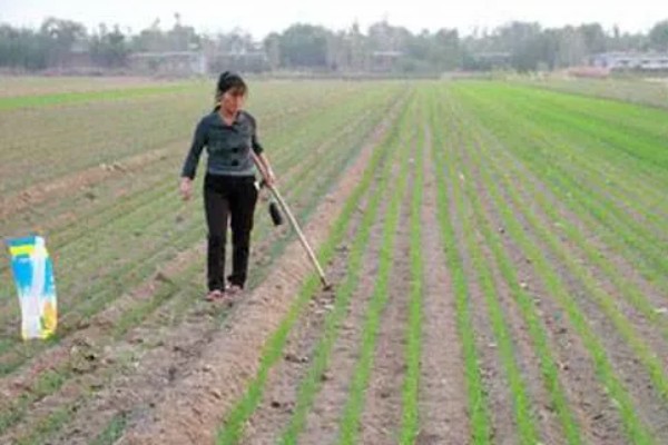 小麦返青期的病虫害怎么防治，出现红蜘蛛可喷施阿维菌素乳油等药物