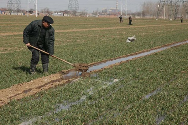 小麦返青期的病虫害怎么防治，出现红蜘蛛可喷施阿维菌素乳油等药物