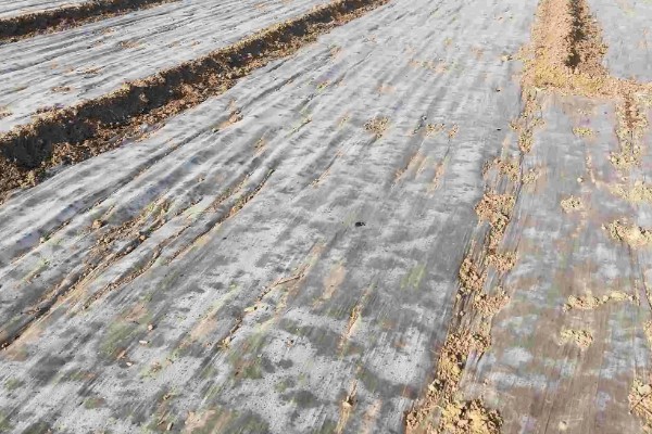 小麦返青期的病虫害怎么防治，出现红蜘蛛可喷施阿维菌素乳油等药物