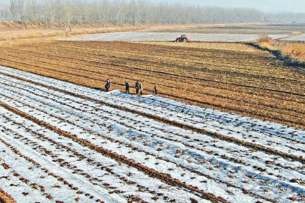 小麦返青期的病虫害怎么防治，出现红蜘蛛可喷施阿维菌素乳油等药物