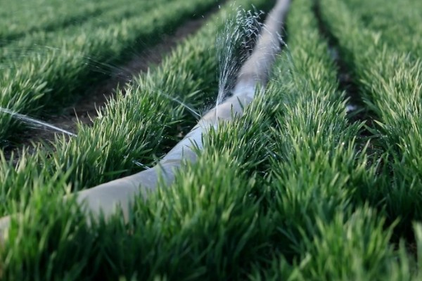 小麦返青期的病虫害怎么防治，出现红蜘蛛可喷施阿维菌素乳油等药物