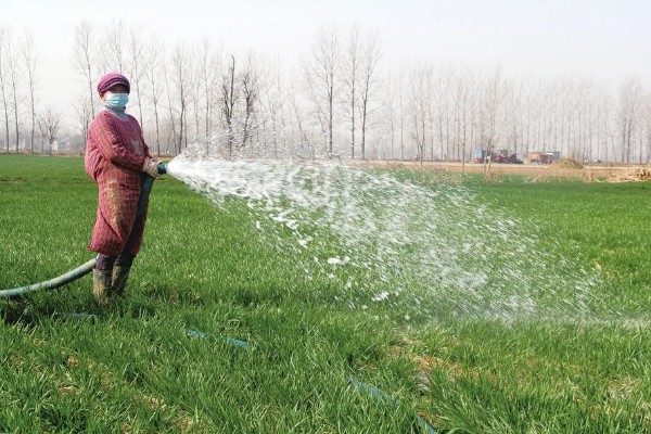 小麦返青期的病虫害怎么防治，出现红蜘蛛可喷施阿维菌素乳油等药物