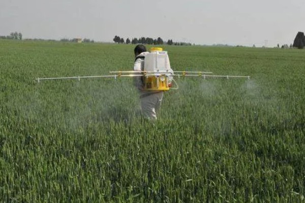 小麦返青期的病虫害怎么防治，出现红蜘蛛可喷施阿维菌素乳油等药物