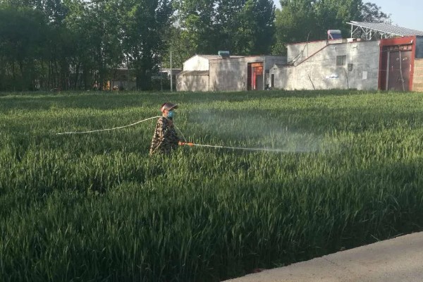 小麦返青期的病虫害怎么防治，出现红蜘蛛可喷施阿维菌素乳油等药物