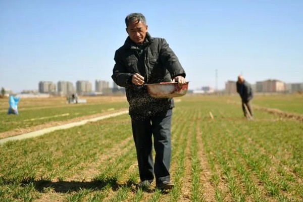 小麦返青期的病虫害怎么防治，出现红蜘蛛可喷施阿维菌素乳油等药物