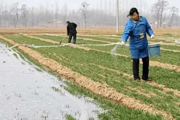 小麦返青期的病虫害怎么防治，出现红蜘蛛可喷施阿维菌素乳油等药物