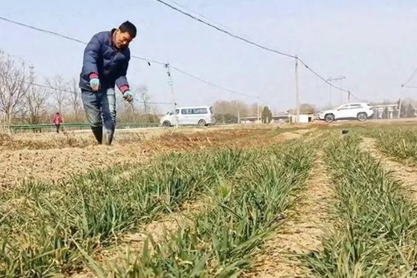 小麦返青期的病虫害怎么防治，出现红蜘蛛可喷施阿维菌素乳油等药物