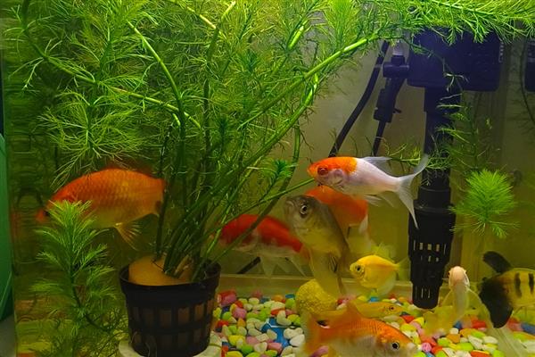 草金鱼为什么烂尾巴，有水质差、患有烂尾病、外伤感染等原因