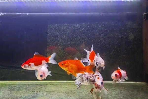 草金鱼为什么烂尾巴，有水质差、患有烂尾病、外伤感染等原因