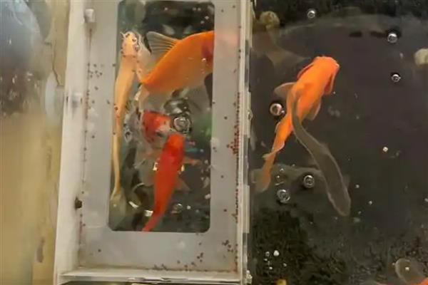 草金鱼为什么烂尾巴，有水质差、患有烂尾病、外伤感染等原因