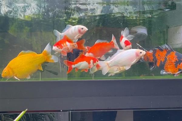 草金鱼为什么烂尾巴，有水质差、患有烂尾病、外伤感染等原因