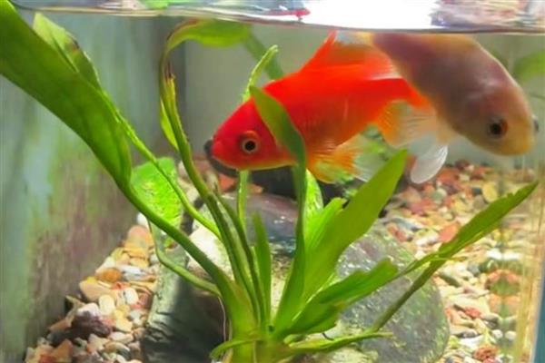 草金鱼为什么烂尾巴，有水质差、患有烂尾病、外伤感染等原因