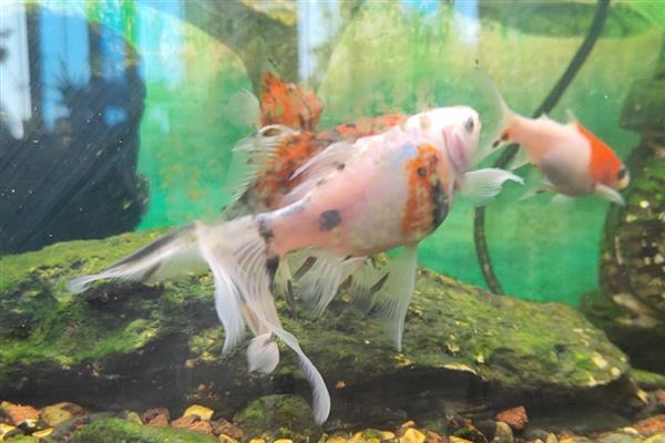 草金鱼为什么烂尾巴，有水质差、患有烂尾病、外伤感染等原因