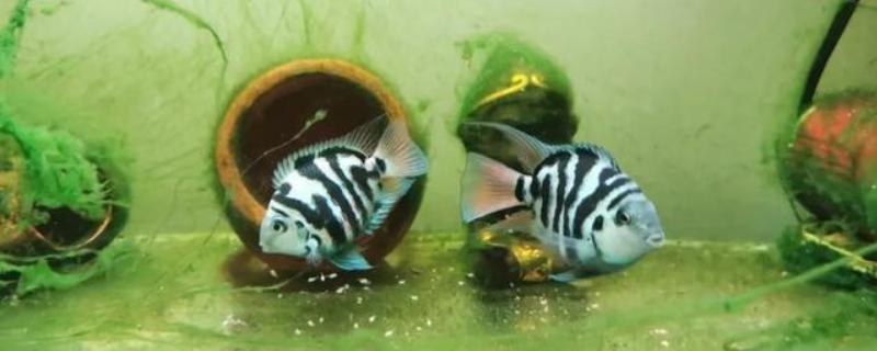 迷你鹦鹉鱼幼年期如何养殖，把水温保持在25-30℃