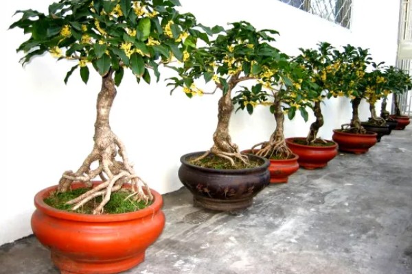 在家养桂花的风水作用好不好，象征不吉具有凶祸之兆