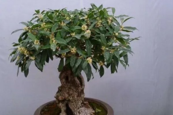 在家养桂花的风水作用好不好，象征不吉具有凶祸之兆