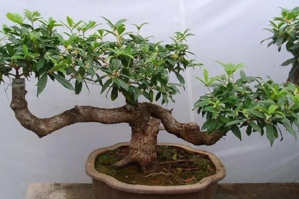 在家养桂花的风水作用好不好，象征不吉具有凶祸之兆