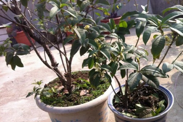 在家养桂花的风水作用好不好，象征不吉具有凶祸之兆