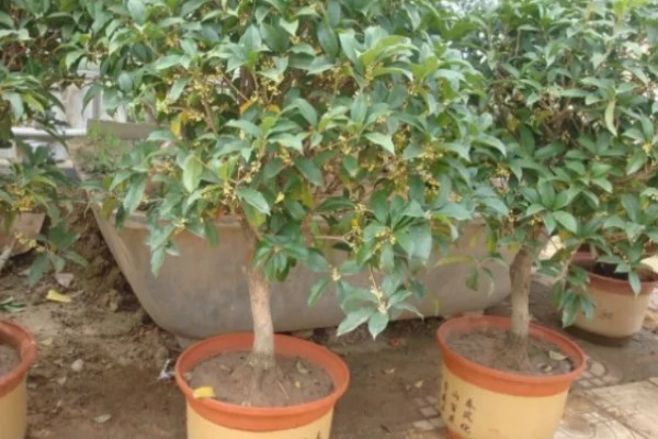 在家养桂花的风水作用好不好，象征不吉具有凶祸之兆