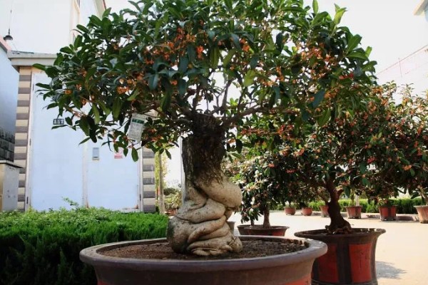 在家养桂花的风水作用好不好，象征不吉具有凶祸之兆