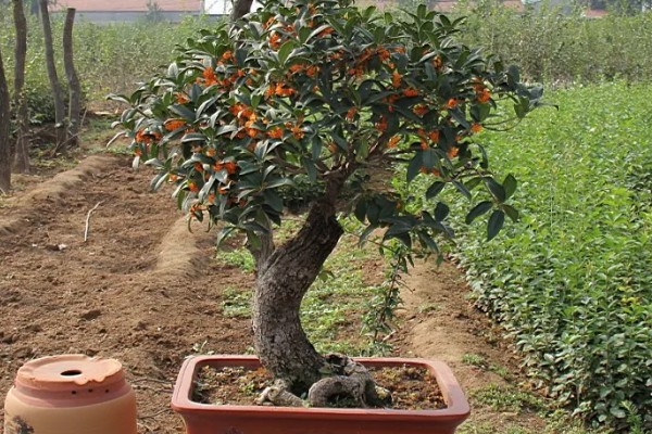 在家养桂花的风水作用好不好，象征不吉具有凶祸之兆