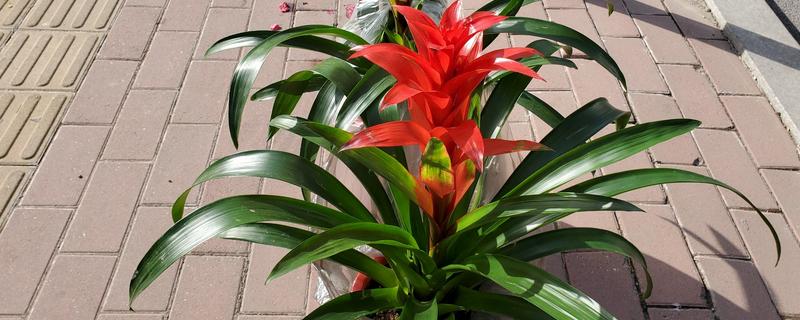 彩苞凤梨花朵枯萎如何处理，根据发生原因采取对应措施