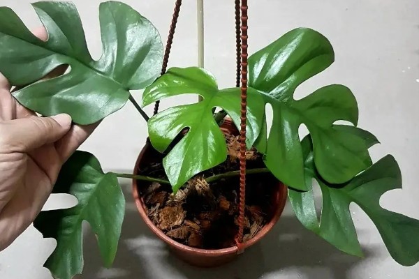 小龟背竹多久会开裂,必须要养殖一年以上