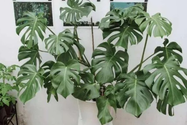 小龟背竹多久会开裂,必须要养殖一年以上