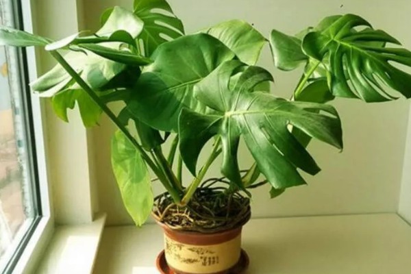 小龟背竹多久会开裂,必须要养殖一年以上