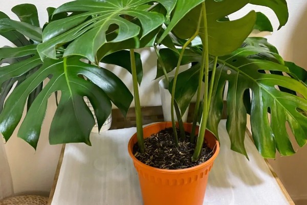 小龟背竹多久会开裂,必须要养殖一年以上