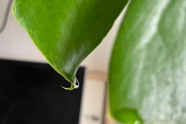 小龟背竹多久会开裂,必须要养殖一年以上