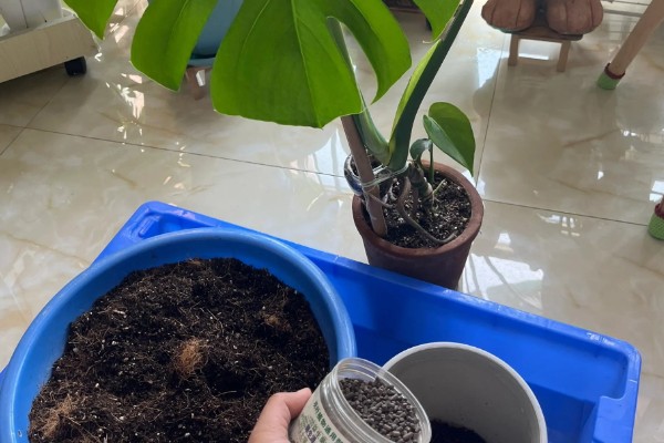 小龟背竹多久会开裂,必须要养殖一年以上