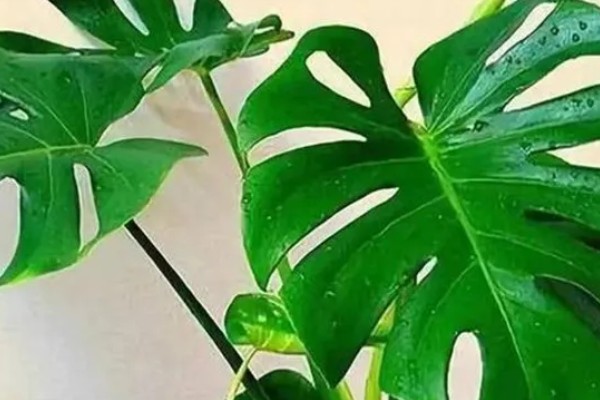 小龟背竹多久会开裂,必须要养殖一年以上