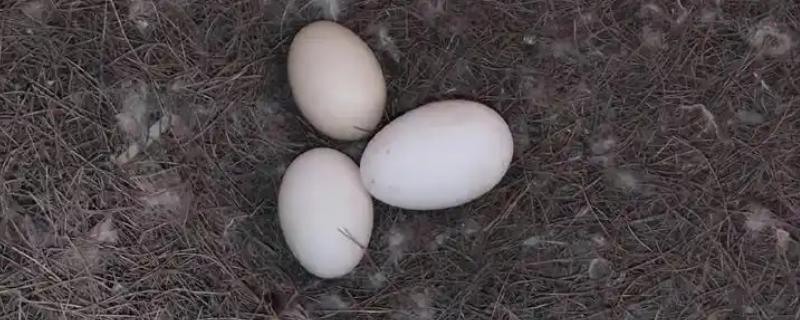 种鸭产蛋期的常见病如何防治，不同疾病的防治方法不同