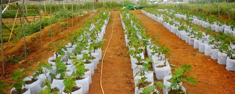什么时候适合种植葡萄树，在8-9月份种植可提高成活率
