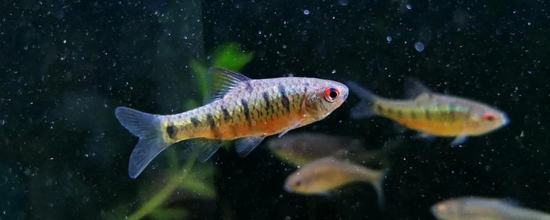 印度小鲃鱼好不好养，比较容易饲养