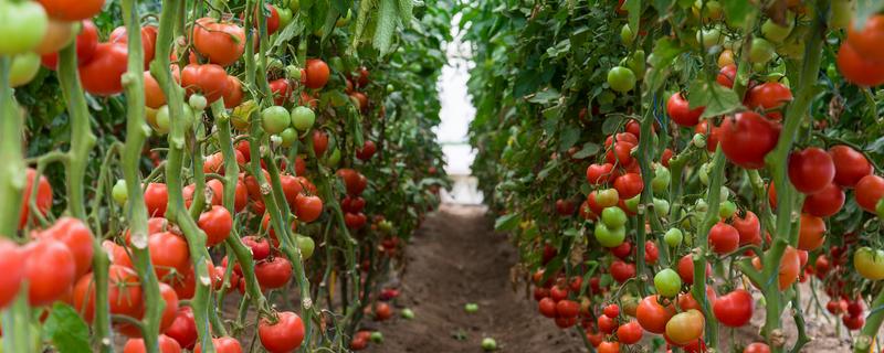 西红柿什么时候种植，春季种植时间为2-5月份