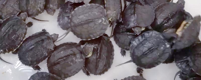 让龟苗安全过冬的方法，投喂足够的饲料有助它积累营养