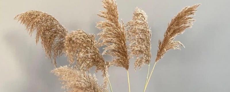 如何自制芦苇干花，可以用微波炉将其加热烤干