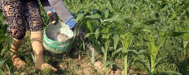 玉米怎么施肥，种肥可拌种、浸种、条施、穴施