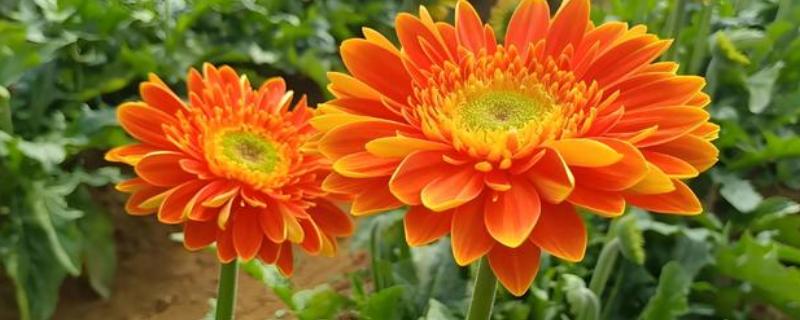 扶郎花有什么花语，代表互敬互爱、坚持乐观等含义