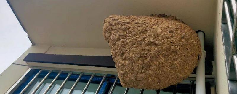 牛角蜂怎么消灭，可以套袋摘巢也可焚毁蜂巢等