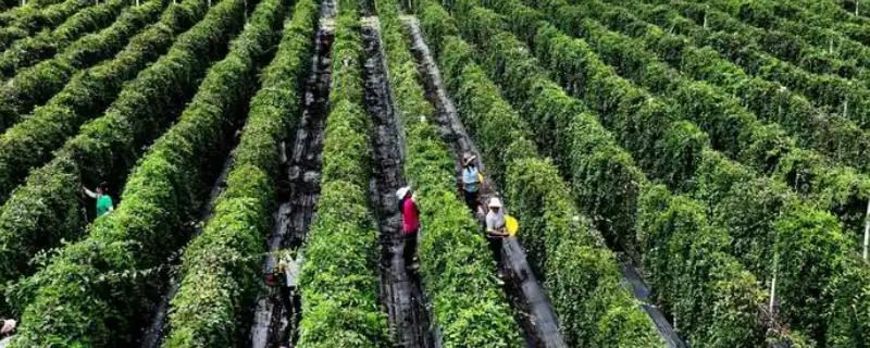 用什么土壤种植五味子，选择背阴坡深林边缘及疏林地