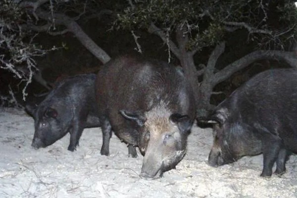 野猪晚上害怕什么，对老虎、熊等猛兽感到害怕