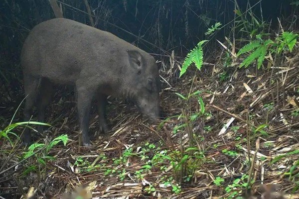 野猪晚上害怕什么，对老虎、熊等猛兽感到害怕
